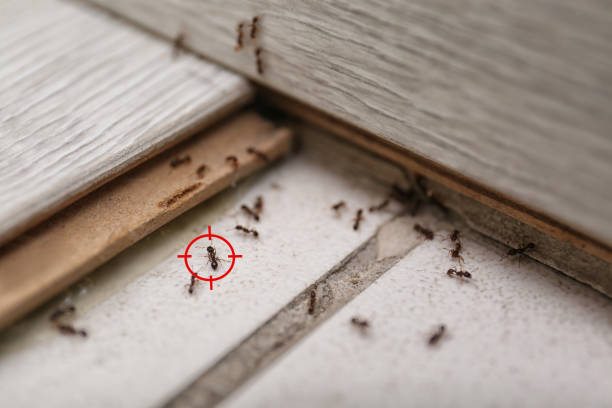 Best Mosquito Control Services  in Gueydan, LA