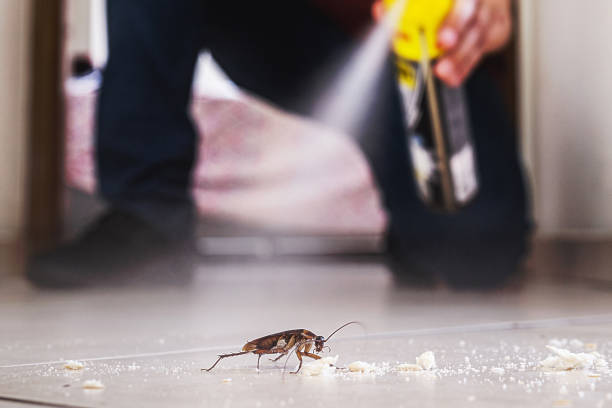 Best Insect Control  in Gueydan, LA